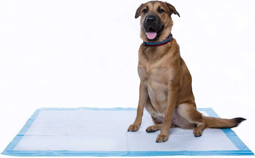 Frisco Fold & Carry Double Door Collapsible Wire Crate, 42 inch + Giant Dog Training & Potty Pads, 27.5 x 44-in, 30 count, Unscented 11 Frisco Fold & Carry Double Door Collapsible Wire Crate, 42 inch + Giant Dog Training & Potty Pads, 27.5 x 44-in, 30 count, Unscented - Image 9