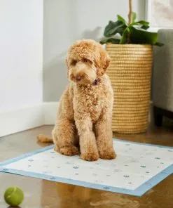 Frisco Fold & Carry Single Door Collapsible Wire Crate, 36 inch + Extra Large Printed Dog Training & Potty Pads, 28 x 34-in, 40 count, Unscented 19 Frisco Fold & Carry Single Door Collapsible Wire Crate, 36 inch + Extra Large Printed Dog Training & Potty Pads, 28 x 34-in, 40 count, Unscented -The Frisco Store 303438 PT8. SY630 V1623051743