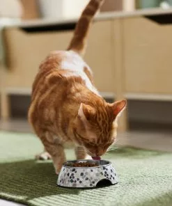 Frisco Terrazzo Design Stainless Steel Dog & Cat Bowl -The Frisco Store 311955 PT3. SY630 V1642535575