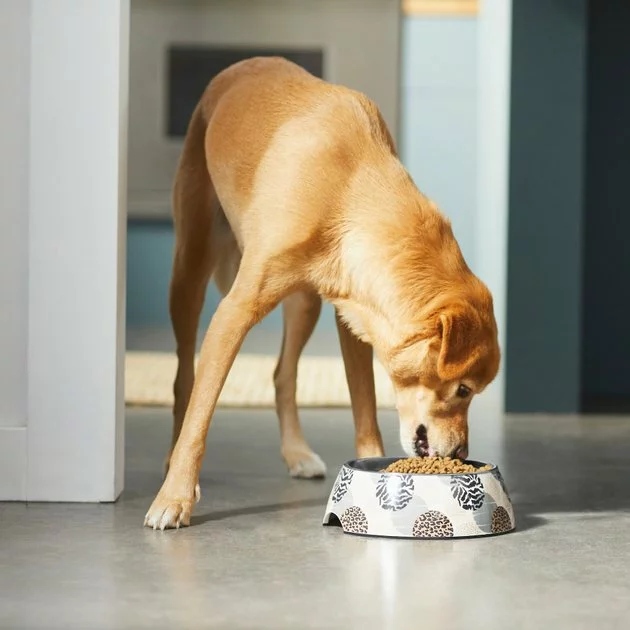 Frisco Animal Design Stainless Steel Dog & Cat Bowl 5 Frisco Animal Design Stainless Steel Dog & Cat Bowl - Image 3