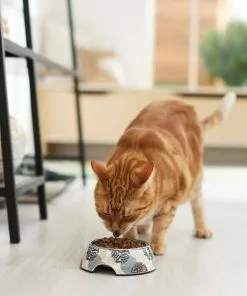 Frisco Animal Design Stainless Steel Dog & Cat Bowl 13 Frisco Animal Design Stainless Steel Dog & Cat Bowl -The Frisco Store 311959 PT3. SY630 V1642542458