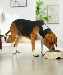 Frisco Circle Design Stainless Steel Dog & Cat Bowl -The Frisco Store 311967 PT2. SY630 V1642542871