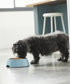 Frisco Coral Design Stainless Steel Dog & Cat Bowl, Teal 12 Frisco Coral Design Stainless Steel Dog & Cat Bowl, Teal -The Frisco Store 311971 PT2. SY630 V1642542820