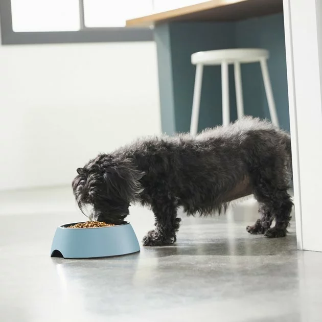Frisco Coral Design Stainless Steel Dog & Cat Bowl, Teal 5 Frisco Coral Design Stainless Steel Dog & Cat Bowl, Teal - Image 3