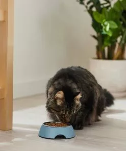 Frisco Coral Design Stainless Steel Dog & Cat Bowl, Teal 13 Frisco Coral Design Stainless Steel Dog & Cat Bowl, Teal -The Frisco Store 311971 PT3. SY630 V1642542516