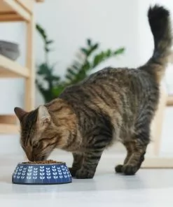 Frisco Leaf Design Stainless Steel Dog & Cat Bowl, Blue 13 Frisco Leaf Design Stainless Steel Dog & Cat Bowl, Blue -The Frisco Store 311979 PT3. SY630 V1642542946