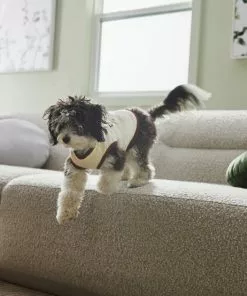 Frisco Problem Child Dog & Cat T-Shirt -The Frisco Store 312064 PT8. SY630 V1644427134