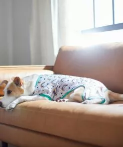 Frisco Rainbow Dog & Cat PJs -The Frisco Store 312280 PT8. SY630 V1644886098