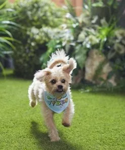 Frisco Good Vibes Dog & Cat Bandana -The Frisco Store 312297 PT8. SY630 V1644881220