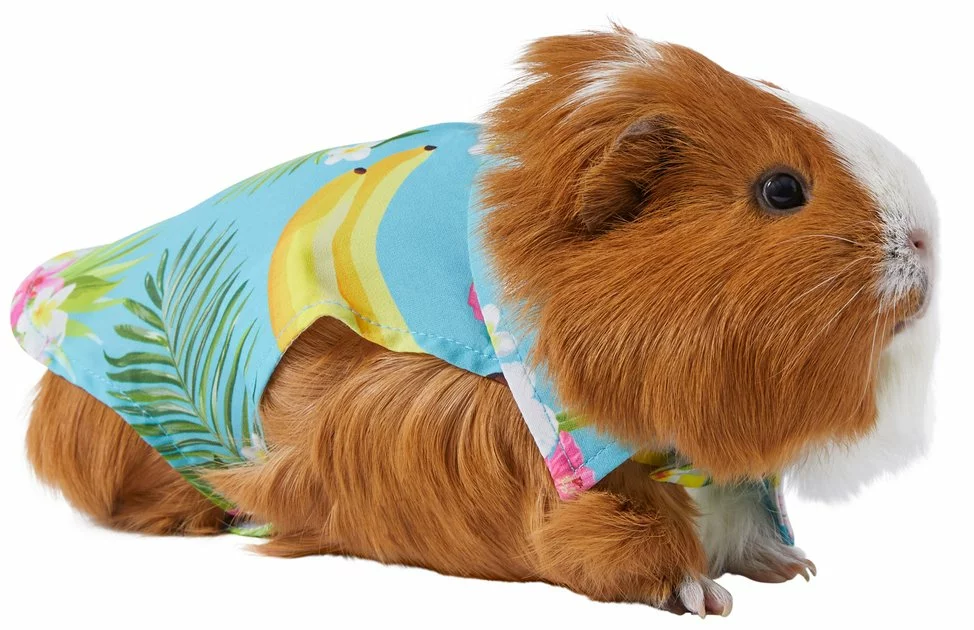 Frisco Pineapple Hawaiian Camp Guinea Pig Shirt 3 Frisco Pineapple Hawaiian Camp Guinea Pig Shirt