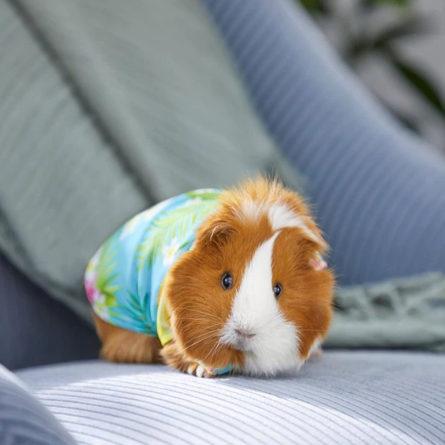 Frisco Pineapple Hawaiian Camp Guinea Pig Shirt 7 Frisco Pineapple Hawaiian Camp Guinea Pig Shirt - Image 5
