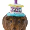 Frisco Happy Birthday Guinea Pig Hat 1 Frisco Happy Birthday Guinea Pig Hat -The Frisco Store 313132 MAIN. SY630 V1644431489