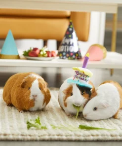 Frisco Happy Birthday Guinea Pig Hat -The Frisco Store 313132 PT8. SY630 V1644526064