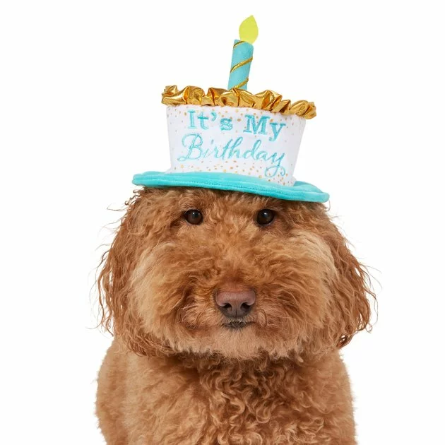 Frisco It's My Birthday Dog & Cat Hat 5 Frisco It's My Birthday Dog & Cat Hat - Image 3