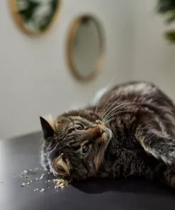 Frisco Natural Catnip -The Frisco Store 316067 PT3. SY630 V1634850389