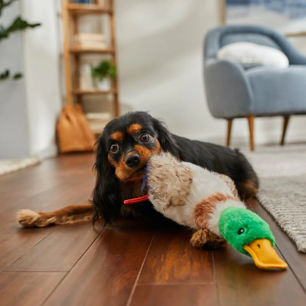 Frisco Fur Really Real Mallard Plush Squeaky Dog Toy 5 Frisco Fur Really Real Mallard Plush Squeaky Dog Toy - Image 3