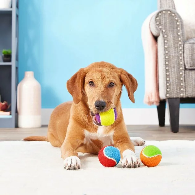 Frisco||Playology Frisco Fetch Squeaking Colorful Tennis Ball, 3-Pack + Playology All Natural Dual Layer Bone Dog Toy, Large, Peanut Butter Scented 6 Frisco||Playology Frisco Fetch Squeaking Colorful Tennis Ball, 3-Pack + Playology All Natural Dual Layer Bone Dog Toy, Large, Peanut Butter Scented - Image 4