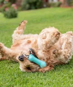 Frisco||Playology Frisco Fetch Squeaking Colorful Tennis Ball, 3-Pack + Playology All Natural Dual Layer Bone Dog Toy, Large, Peanut Butter Scented 17 Frisco||Playology Frisco Fetch Squeaking Colorful Tennis Ball, 3-Pack + Playology All Natural Dual Layer Bone Dog Toy, Large, Peanut Butter Scented -The Frisco Store 319022 PT6. SY630 V1630561003