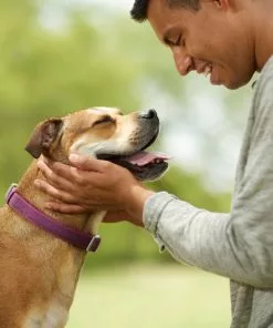 Frisco Outdoor Comfort Print Nylon Padded Collar, Large, Neck: 18 -26-in, Width: 1-in + Outdoor Ultra Reflective Rope Leash With Padded Handle, Boysenberry Purple, 6 - ft -The Frisco Store 319070 PT4. SY630 V1631148368