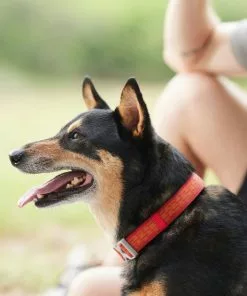 Frisco Outdoor Comfort Print Nylon Padded Collar, Large, Neck: 18 -26-in, Width: 1-in + Outdoor Ultra Reflective Rope Leash With Padded Handle, Sunset Orange, 6 - ft -The Frisco Store 319074 PT4. SY630 V1631152583