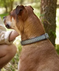 Frisco Outdoor Comfort Print Nylon Padded Collar, Medium - Neck: 14-20-in, Width: 3/4-in + Outdoor Ultra Reflective Rope Leash With Padded Handle, Stone Gray, 6 - ft -The Frisco Store 319080 PT4. SY630 V1631139979