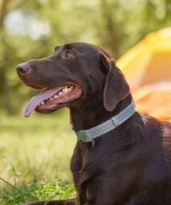 Frisco Outdoor Frisco Nylon Collar, Forest Green, Medium-Neck: 14-20-in, Width: 3/4-in + Rope Leash With Padded Handle, Stone Gray, 6-ft -The Frisco Store 319104 PT4. SY630 V1631161597