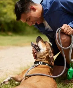 Frisco Outdoor Frisco Nylon Collar, Forest Green, Medium-Neck: 14-20-in, Width: 3/4-in + Rope Leash With Padded Handle, Stone Gray, 6-ft -The Frisco Store 319104 PT8. SY630 V1631158315