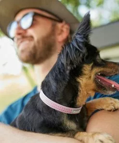 Frisco Outdoor Frisco Nylon Collar, Shadow Purple, Extra Small, Neck: 8-12-in, Width: 5/8th -in + Rope Leash With Padded Handle, Boysenberry Purple, 6-ft 15 Frisco Outdoor Frisco Nylon Collar, Shadow Purple, Extra Small, Neck: 8-12-in, Width: 5/8th -in + Rope Leash With Padded Handle, Boysenberry Purple, 6-ft -The Frisco Store 319108 PT4. SY630 V1631146904