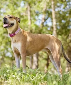 Frisco Outdoor Frisco Nylon Collar, Shadow Purple, Medium-Neck: 14-20-in, Width: 3/4-in + Rope Leash With Padded Handle, Boysenberry Purple, 6-ft 15 Frisco Outdoor Frisco Nylon Collar, Shadow Purple, Medium-Neck: 14-20-in, Width: 3/4-in + Rope Leash With Padded Handle, Boysenberry Purple, 6-ft -The Frisco Store 319112 PT4. SY630 V1631141209