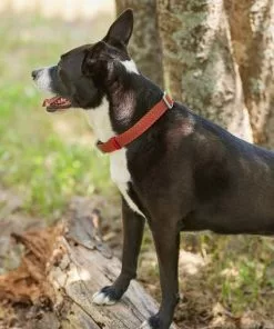 Frisco Outdoor Heathered Nylon Collar, Flamepoint Orange, Large, Neck: 18 -26-in, Width: 1-in + Dog Leash, Flamepoint Orange, Large - Length: 6-ft, Width: 1-in -The Frisco Store 319118 PT4. SY630 V1631140876