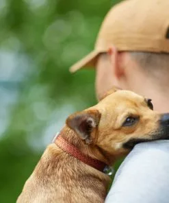 Frisco Outdoor Heathered Nylon Collar, Flamepoint Orange, Medium - Neck: 14-20-in, Width: 3/4-in + Dog Leash, Flamepoint Orange, Medium - Length: 6-ft, Width: 3/4-in -The Frisco Store 319120 PT4. SY630 V1631142689