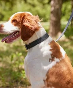 Frisco Outdoor Heathered Nylon Collar, Midnight Black, LG, Neck: 18 -26-in, Width: 1-in + Dog Leash, Midnight Black, LG - Length: 6-ft, Width: 1-in -The Frisco Store 319124 PT4. SY630 V1631153486