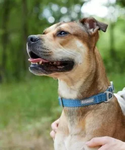 Frisco Outdoor Heathered Nylon Collar, River Blue, Large, Neck: 18 -26-in, Width: 1-in + Dog Leash, River Blue, Large - Length: 6-ft, Width: 1-in 14 Frisco Outdoor Heathered Nylon Collar, River Blue, Large, Neck: 18 -26-in, Width: 1-in + Dog Leash, River Blue, Large - Length: 6-ft, Width: 1-in -The Frisco Store 319134 PT4. SY630 V1631139707