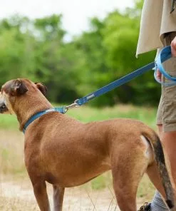 Frisco Outdoor Heathered Nylon Collar, River Blue, Large, Neck: 18 -26-in, Width: 1-in + Dog Leash, River Blue, Large - Length: 6-ft, Width: 1-in 17 Frisco Outdoor Heathered Nylon Collar, River Blue, Large, Neck: 18 -26-in, Width: 1-in + Dog Leash, River Blue, Large - Length: 6-ft, Width: 1-in -The Frisco Store 319134 PT7. SY630 V1631155905