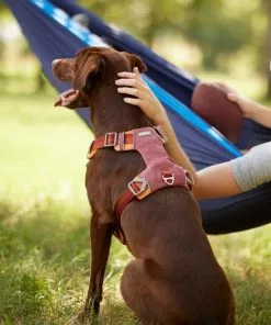 Frisco Outdoor Lightweight Ripstop Nylon Harness, Flamepoint Orange, Large, Neck: 18 to 28-in, Girth 24 to 34-in + Heathered Nylon Collar, Flamepoint Orange, Large, Neck: 18 -26-in, Width: 1-in -The Frisco Store 319154 PT4. SY630 V1631139396