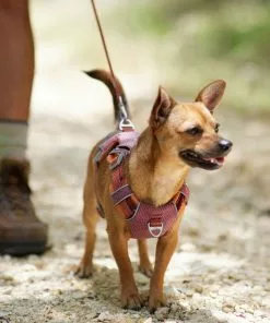 Frisco Outdoor Lightweight Ripstop Nylon Harness, Flamepoint Orange, Small, Neck: 13 to 19-in, Girth: 16 to 22-in + Heathered Dog Leash, Flamepoint Orange, Small - Length: 6-ft, Width: 5/8-in -The Frisco Store 319160 PT5. SY630 V1631150177