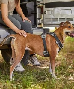 Frisco Outdoor Lightweight Ripstop Nylon Harness, Storm Gray, Large, Neck: 18 to 28-in, Girth 24 to 34-in + Heathered Dog Leash, Midnight Black, LG - Length: 6-ft, Width: 1-in -The Frisco Store 319200 PT5. SY630 V1631151695