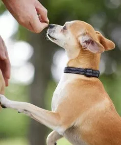 Frisco Outdoor Nylon Reflective Comfort Padded Collar, Midnight Black, SM - Neck: 10-14-in, Width: 5/8-in + Dog Leash, Midnight Black, SM - Length: 6-ft, Width: 5/8-in -The Frisco Store 319232 PT4. SY630 V1631157997