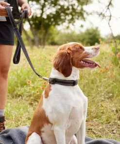 Frisco Outdoor Nylon Reflective Comfort Padded Collar, Midnight Black, SM - Neck: 10-14-in, Width: 5/8-in + Dog Leash, Midnight Black, SM - Length: 6-ft, Width: 5/8-in -The Frisco Store 319232 PT8. SY630 V1631144806