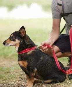 Frisco Outdoor Nylon Reflective Comfort Padded Collar, Sunset Orange, Large, Neck: 18 -26-in, Width: 1-in + Dog Leash, Sunset Orange, Large - Length: 6-ft, Width: 1-in -The Frisco Store 319238 PT8. SY630 V1631138792