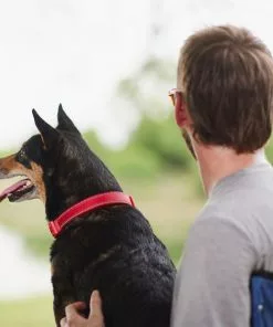 Frisco Outdoor Nylon Reflective Comfort Padded Collar, Sunset Orange, Medium - Neck: 14-20-in, Width: 3/4-in + Dog Leash, Sunset Orange, Medium - Length: 6-ft, Width: 3/4-in -The Frisco Store 319240 PT4. SY630 V1631145979