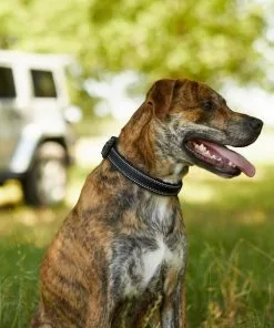 Frisco Outdoor Premium Ripstop Nylon Harness with Pocket, Midnight Black, XL - Girth: 32-44-in + Reflective Comfort Padded Dog Collar, Midnight Black, LG, Neck: 18 -26-in, Width: 1-in -The Frisco Store 319304 PT8. SY630 V1631147478