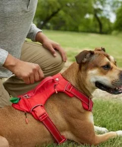 Frisco Outdoor Premium Ripstop Nylon Harness with Pocket, Sunset Orange, Large, Neck: 18 to 28-in, Girth 24 to 34-in + Waterproof Stinkproof PVC Rope Leash, Sunset Orange, 6 Ft. -The Frisco Store 319318 PT4. SY630 V1630625502