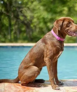 Frisco Outdoor Solid Textured Waterproof Stink Proof PVC Collar, Boysenberry Purple, Large, Neck: 18 ½ 26-in, Width: 1-in + Dog Leash, Boysenberry Purple, Large - Length: 6-ft, Width: 1-in -The Frisco Store 319334 PT4. SY630 V1631142081