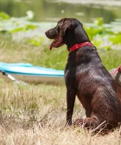 Frisco Outdoor Solid Textured Waterproof Stink Proof PVC Collar, Flamepoint Orange, Medium - Neck: 14½20-in, Width: 3/4-in + Dog Leash, Sunset Orange, Medium - Length: 6-ft, Width: 3/4-in -The Frisco Store 319344 PT4. SY630 V1631141774