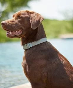 Frisco Outdoor Solid Textured Waterproof Stink Proof PVC Collar, Storm Gray, Medium - Neck: 14½20-in, Width: 3/4-in + Dog Leash, Storm Gray, Medium - Length: 6-ft, Width: 3/4-in -The Frisco Store 319352 PT4. SY630 V1631160411