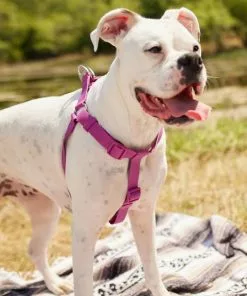 Frisco Outdoor Solid Textured Waterproof Stink Proof PVC Harness, Boysenberry Purple, Large, Neck: 19 to 27-in, Girth: 23 to 36-in + Dog Leash, Boysenberry Purple, Large - Length: 6-ft, Width: 1-in -The Frisco Store 319356 PT4. SY630 V1631146580