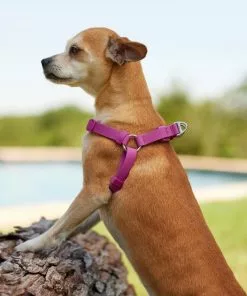 Frisco Outdoor Solid Textured Waterproof Stink Proof PVC Harness, Boysenberry Purple, Medium, Neck: 16 to 22-in, Girth: 19 to 29-in + Dog Leash, Boysenberry Purple, Medium - Length: 6-ft, Width: 3/4-in -The Frisco Store 319358 PT4. SY630 V1631160399