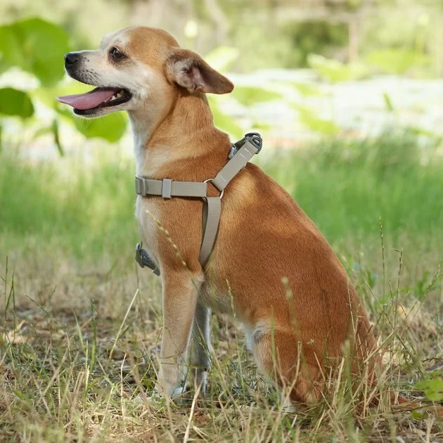 Frisco Outdoor Solid Textured Waterproof Stink Proof PVC Harness, Storm Gray, Small, Neck: 14 to 19-in, Girth: 16 to 23-in + Dog Leash, Storm Gray, Small - Length: 6-ft, Width: 5/8-in 8 Frisco Outdoor Solid Textured Waterproof Stink Proof PVC Harness, Storm Gray, Small, Neck: 14 to 19-in, Girth: 16 to 23-in + Dog Leash, Storm Gray, Small - Length: 6-ft, Width: 5/8-in - Image 6