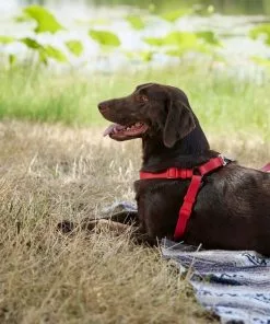 Frisco Outdoor Solid Textured Waterproof Stink Proof PVC Harness, Sunset Orage, Large, Neck: 19 to 27-in, Girth: 23 to 36-in + Dog Leash, Sunset Orange, LG - Length: 6-ft, Width: 1-in -The Frisco Store 319372 PT5. SY630 V1631149311
